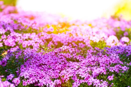Spring purple flowers in the hills of sunlightの写真素材
