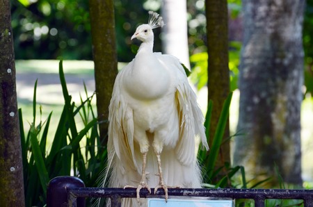 White peacock.の写真素材