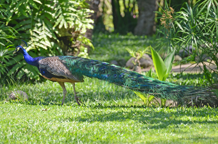 Peacock in a tropical park on a green grass meadow.の写真素材