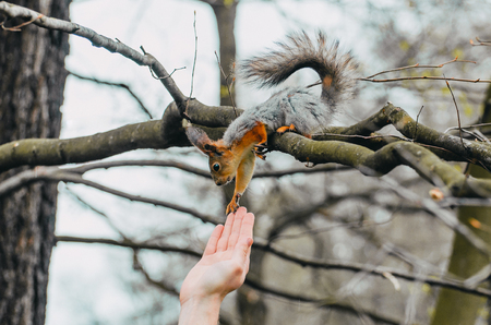 Squirrel touches a human hand on a tree in a spring forest.の写真素材