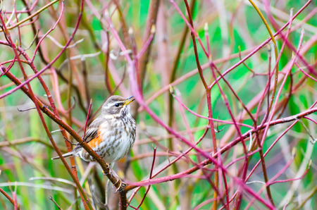 Song bird and spring forest bushes branches.の写真素材