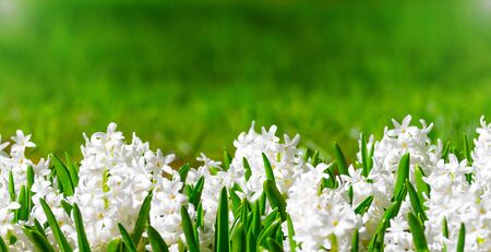 Spring white hyacinths with green leaves and an abstract background for text.の写真素材