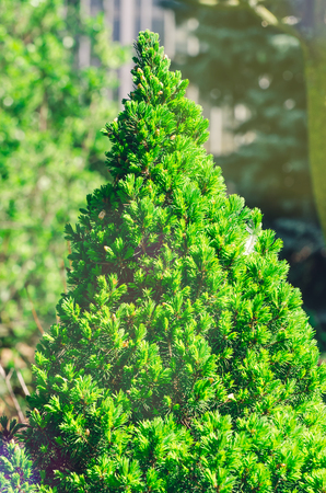 Cypress micro spruce in the park green needles.の写真素材