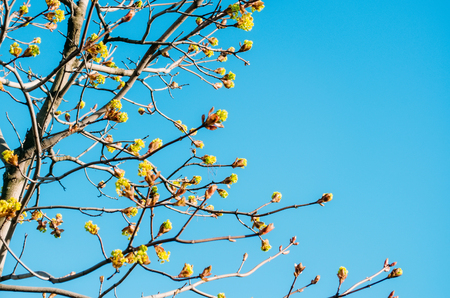 Blossoming buds of a tree maple, flowering maple in the spring on a clear skyの写真素材