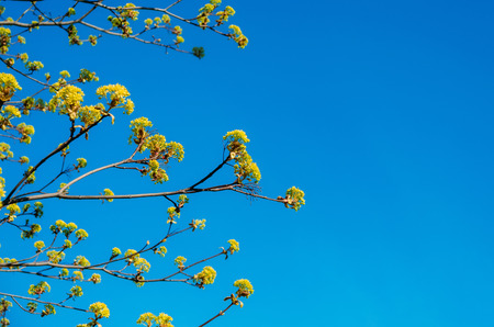 Blossoming buds of a tree maple, flowering maple in the spring on a clear sky