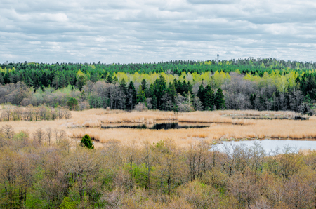 View of the pine forest of a lake and grass on the coast of the bayの写真素材