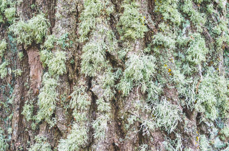 Long moss close-up on a tree in damp forestの写真素材