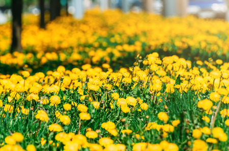 Fields of flowering dandelions on the avenue of a city street