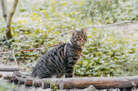 Siberian cat walking in the pine forestの写真素材
