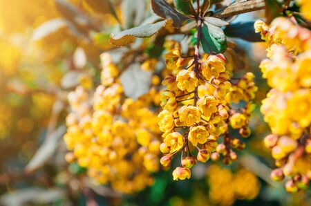 Flowers of the barberry bush close upの写真素材