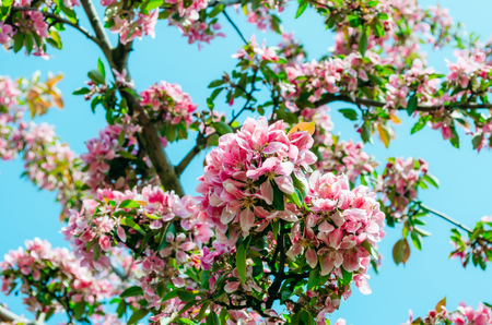 Red scarlet flowers of apple trees against the blue sky