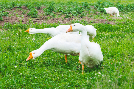 Flock of geese in the village on a meadowの写真素材