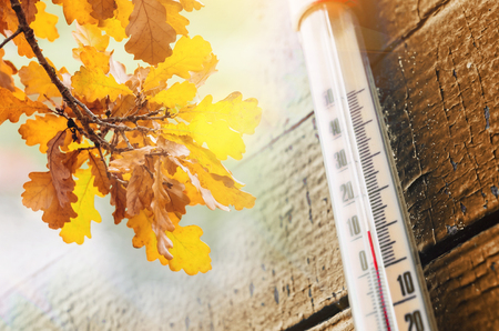 Thermometer on the old wooden wall, and autumn leaves, the concept of cool autumn weatherの写真素材