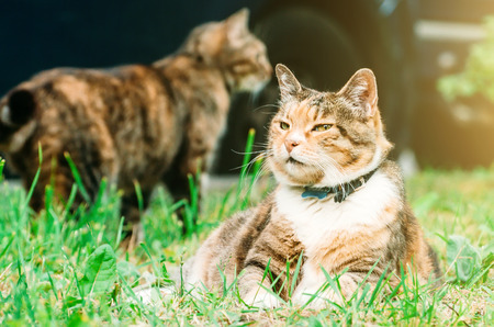Fat pussy cat lies on a grass meadow, in the background one more cat