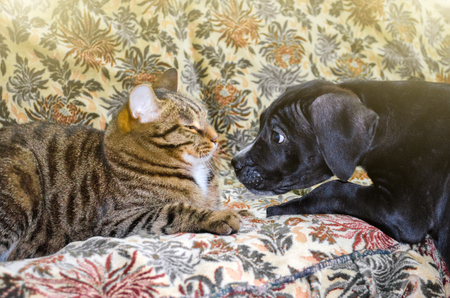 Tabby cat and black puppy sniff each other in the noseの写真素材