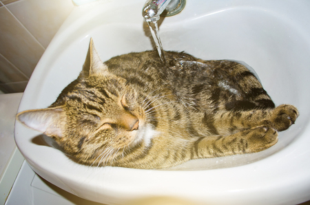 Cute tabby cat lies in the washbasin in the bathroomの写真素材