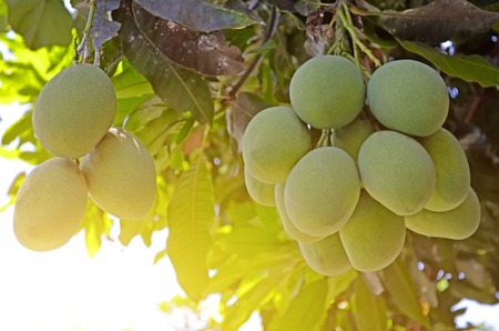 Close up of mangoes on a mango tree