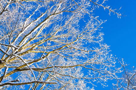 Winter species of snow-covered tree branches against a blue clear frosty skyの写真素材