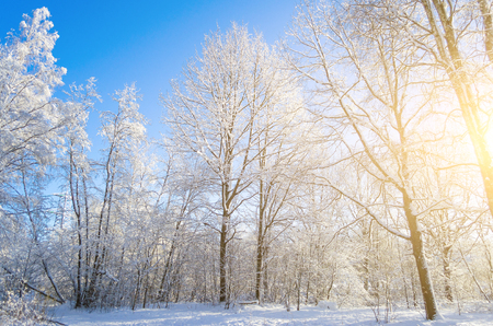 Winter species of snow-covered tree branches against a blue clear frosty skyの写真素材