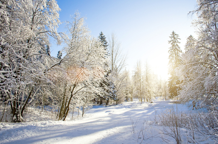 Winter species of snow-covered tree branches against a blue clear frosty skyの写真素材