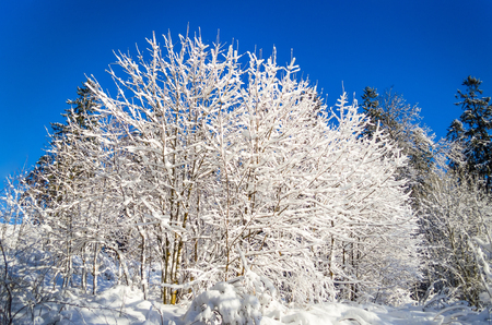Winter species of snow-covered tree branches against a blue clear frosty skyの写真素材