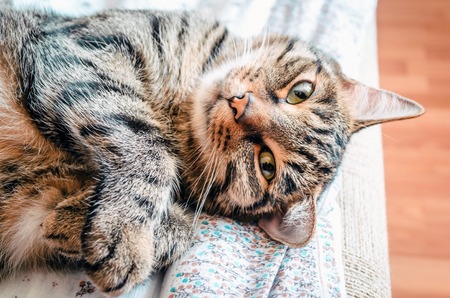 The cat in tabby color lies and sleepsの写真素材