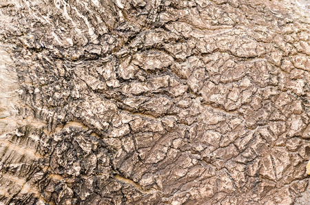 Texture of tropical tree bark close up viewの写真素材