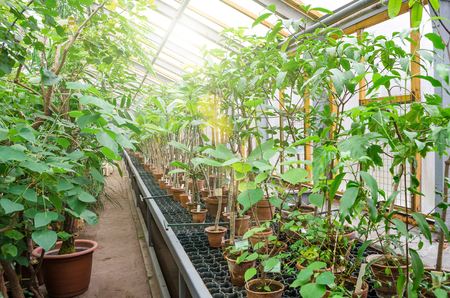 A lot of pots with tropical plants in the greenhouseの写真素材