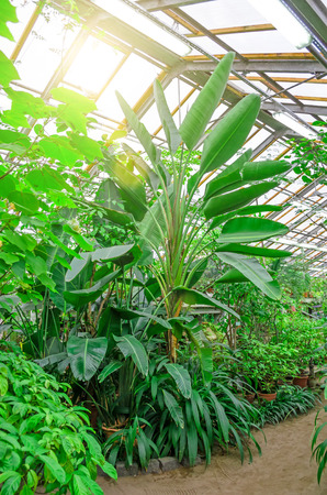 Palm tree in a tropical forest and hiking paths in the parkの写真素材
