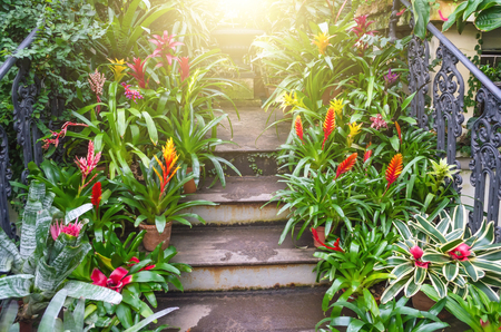 Flowering vriesea plants in pots on the stairs of tropical moist forestの写真素材