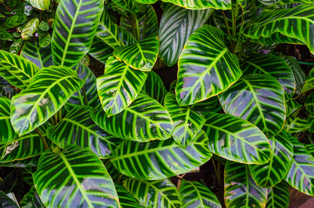 Close up Dumb Cane leaves or Dieffenbachia, Calathea- nature backgroundの写真素材
