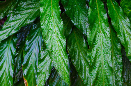 Close up Dumb Cane leaves or Dieffenbachia, Calathea- nature backgroundの写真素材