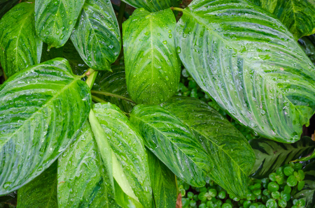 Close up Dumb Cane leaves or Dieffenbachia, Calathea- nature backgroundの写真素材