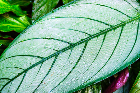 Close up Dumb Cane leaves or Dieffenbachia, Calathea- nature backgroundの写真素材
