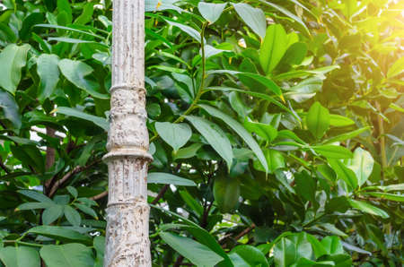 Leaves of trees and antique metal carved column with patternsの写真素材