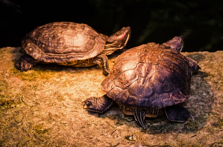 Amazon Tortoise in the wild tropic forestの写真素材