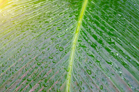 Close up Dumb Cane leaves or Dieffenbachia, Calathea- nature background, contrast pattern on leavesの写真素材