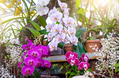 Orchids flower in clay pots in a tropical wet forestの写真素材