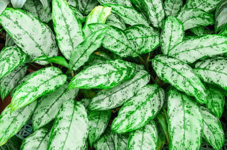 Close up Dumb Cane leaves or Dieffenbachia, Calathea- nature backgroundの写真素材