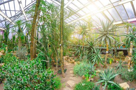 Cactus in the tropical deserts of North America greenhouseの写真素材