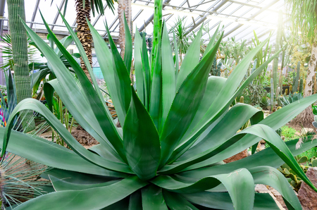 Huge Agave growing in the desert among the sand and stonesの写真素材