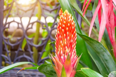 Flowering vriesea plants in thickets of tropical moist forestの写真素材
