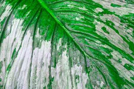 Leaf macro green with veins and cells in evidenceの写真素材
