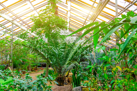 Greenhouse with a pedestrian path and thickets of palm treesの写真素材