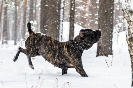 Big black dog Cane Corso in winter walk in the snow in the forestの写真素材