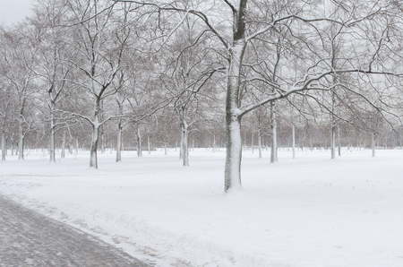 Trees in the snow in the park in winterの写真素材