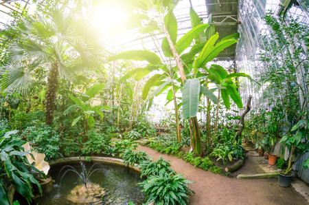 Banana trees with fruits and flower in lush tropical gardenの写真素材