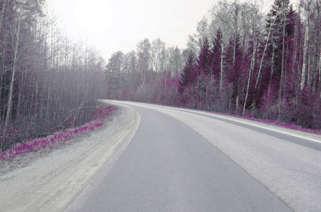 Turn on an asphalt road in the forest, in the ultraviolet rangeの写真素材