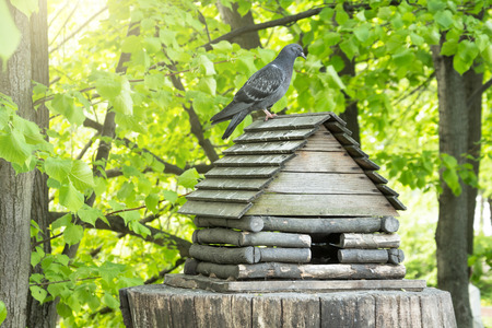 A bird feeder in the form of a hut on a hemp in a park with a dove on the roofの写真素材