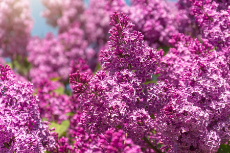 Blooming brush of lilac bush - purple color, against the blue skyの写真素材